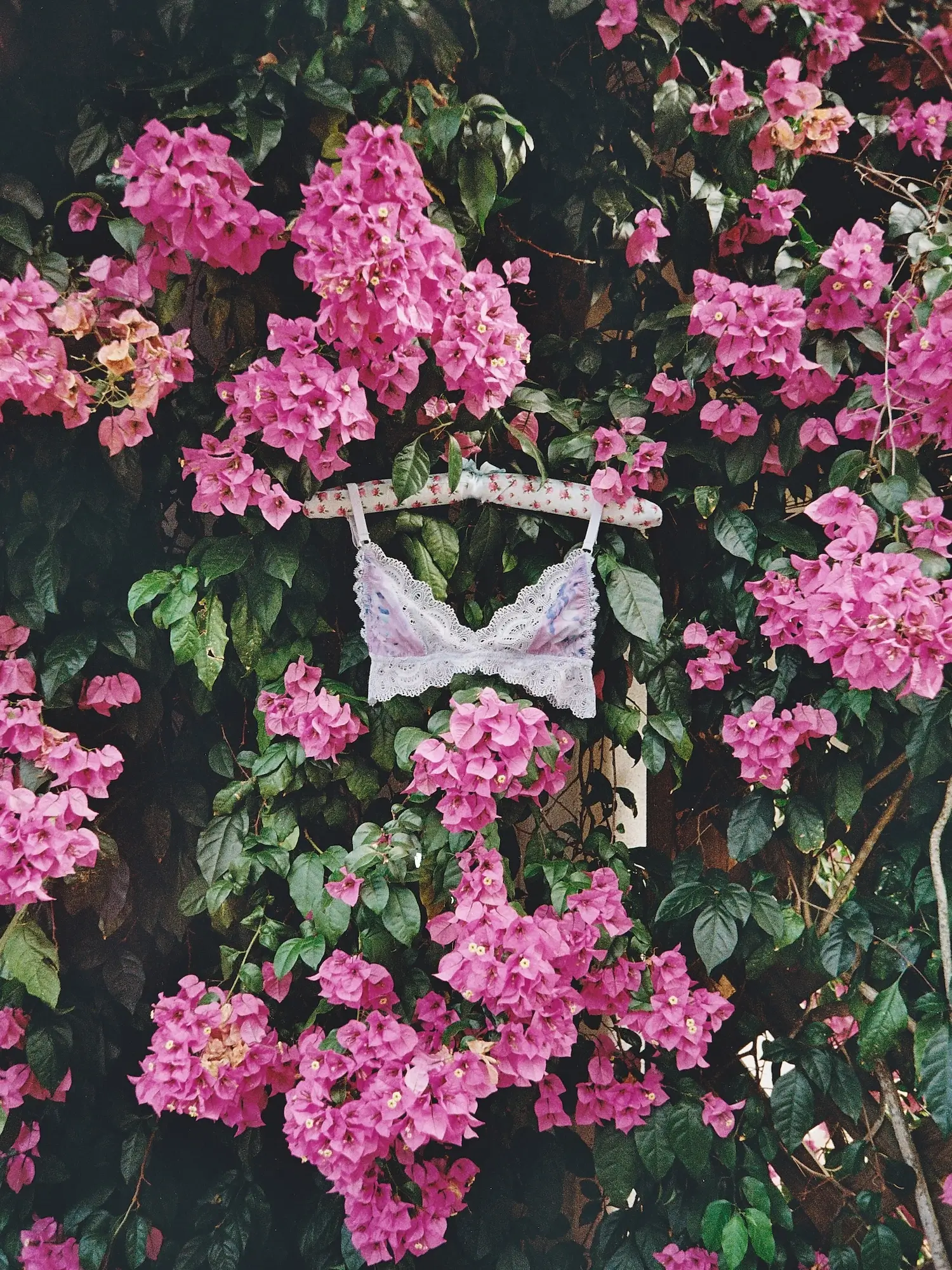 A bralette hangs from a floral fabric clothes hanger in a pink bougainvillea bush in flower